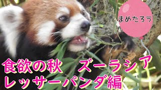 食欲の秋ズーラシア　レッサーパンダ編