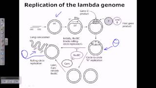 Lambda phage genome replication