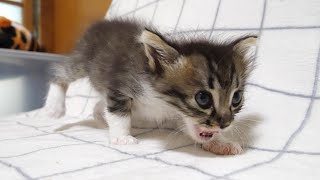 かわいい鳴き声で子猫がミルクまだですかとママを探す。【赤ちゃん猫　保護猫】