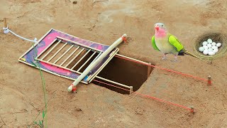 Underground Bird Parrot Trap Make From Deep Hole\u0026  And Wood That Work 100% . A Lot Off Eggs