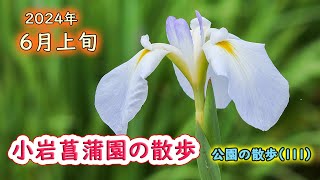 小岩菖蒲園の散歩　６月上旬　2024年