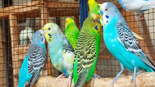 12 hour Budgie Sounds for Lonely birds to make them happy