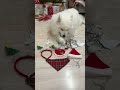 My Dogs Don't Like Their Gifts 😂 | Day 9 Advent Calendar #shorts #dog