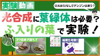 斑（ふ）入りの葉は光合成している？ヨウ素液でデンプン反応を調べよう！