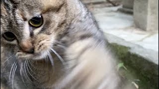 【伏見稲荷】イヤホンに猫パンチする子猫ザビ子　Kitten punching cat in earphones