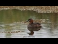 北池のカイツブリ：鳰・鸊鷉：tachybaptus ruficollis－堺市－2015 10 10