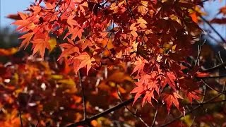 ロープウェイからの絶景も…香川を代表する紅葉スポットの１つ小豆島・寒霞渓で見頃【香川】 (23/11/24 11:30)