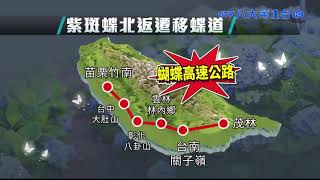 紫斑蝶現蹤 高雄茂林賞蝶季開跑 ｜八大民生新聞 2021113015