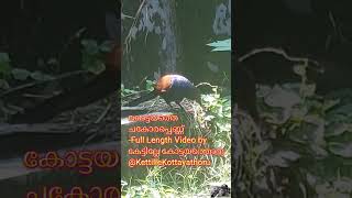 KOTTAYATHE #kottayam  CHAKORAPPENNU  #fulllength #viralvideo  #greatercoucal