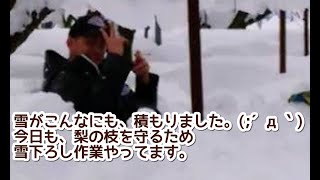 梨の雪下ろし作業