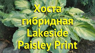 Хоста гибридная Лэйксайд Пейсли принт. Краткий обзор, описание hosta hybrida Lakeside Paisley Print