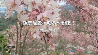 賞花-大星星與小洪帽-阿拉伯粉紅村-花旗木