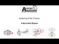 Anatomy of Thorax 2 - Intercostal Space