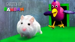 If My Hamster Was In GARTEN OF BANBAN - Hamster Escapes The Awesome Maze With Traps