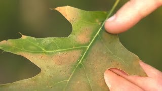 Oak Wilt - protect your trees | Wisconsin DNR