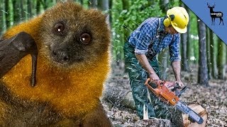 How We Helped Bats Spread Ebola