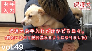 【保護犬預かり】最初に比べてお風呂も随分元気に暴れるようになりました【お風呂、爪切り】