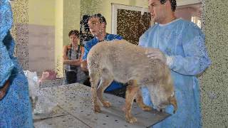 GSPSA. Dog Shelter- tbilisi, 13 june 2015/ თბილისი, 13-14 ივნისი, GSPSA, თავშესაფარი