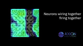 Wiring together Firing together - Neural co-culture cell assay on the Maestro multiwell MEA system