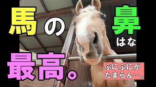 馬の鼻がたまらない。最高。(動画主のクセが強め。)