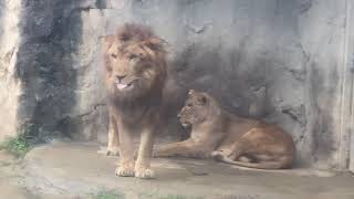 八木山動物公園　ライオン　サン　なお