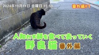 人知れず餌を食べて去っていく野良猫 番外編1