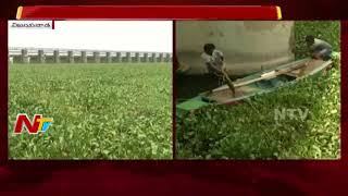 Horseshoe Weed Spreaded Over KM in Krishna River | అధికారుల తీరు పై ఆగ్రహం వ్యక్తం చేసిన సీఎం | NTV