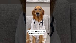 My dog tried on his Halloween outfits! #dog #goldenretriever