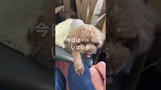 いまいち…うなずく犬　モコ#トイプードル#犬#可愛い#いまいち#うなずく#モコ