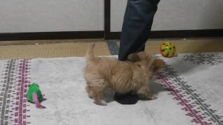 ぬいぐるみのように 可愛い子犬（チワプー）が我が家にやってきた！