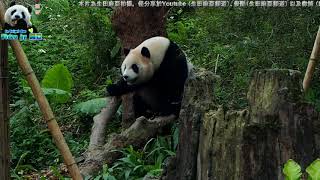 20180303 圓仔山大王豪邁的坐姿 The Giant Panda Yuan Zai