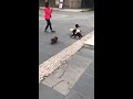 poodles playing around 🐩🐩 傻狗亂戰