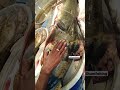 river monster goonch cat fish. #viral