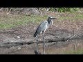 Great Blue Heron Hunts and Fishes by Pond