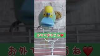 宝物は持ち歩くインコ🐥関西弁のくーちゃん🐥