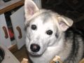 Claire and Conner, Dog and cat... Song by Lady gaga... Poker Face!!!!