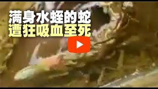 蛇被丢入水池，遭水蛭群狂吸血至死！