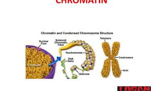 CHROMATIN- Euchromatin and Heterochromatin