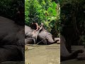 💦🐘see how this mahout gently bathes the massive elephant elephant destinationbharat shorts hathi