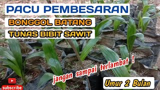 TIPS MEMACU PEMBESARAN BIBIT SAWIT UMUR 2 BULAN