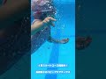 【長崎宏子のベビーアクアティクス】４月スタートコース好評開催中！ shorts swimming ベビースイミング