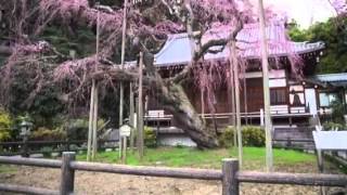 太平山 太山寺 しだれ桜