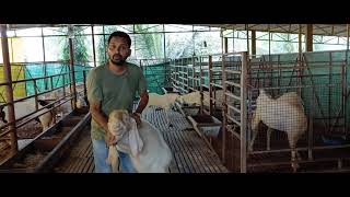 Patira Breeder of Sufyan goat farm