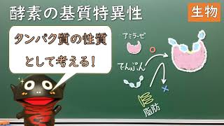 酵素の基質特異性とは？【31生物】