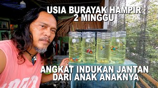 ANGKAT INDUKAN JANTAN DARI ANAK ANAK IKAN CUPANG