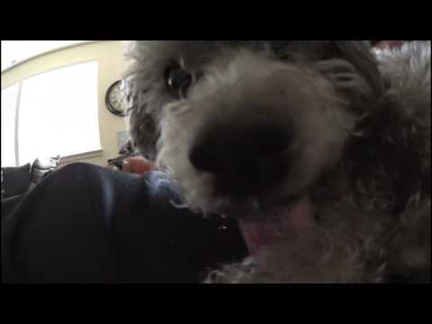 Crazy dog air licking! Crazy dog air licking!