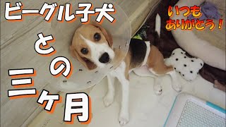 【感謝祭】自由なビーグル子犬の悪戯と成長まとめ　”三カ月ダイジェスト”