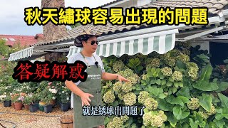 秋天一到绣球都出问题了？老何告诉你判断和处理方法！园艺篇504