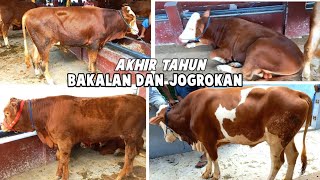 Review Harga Bakalan , Jogrokan Akhir Tahun Mulai 12 jt Sampai 20 jt di Pasar Kliwon kudus