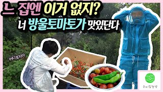 느 집에 이거 있니?_#방울토마토#학부생먹이기프로젝트#디지스트